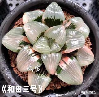 "和田玉"新传奇!一个让你一眼就爱上的多肉新品种!赶紧入手一个吧!